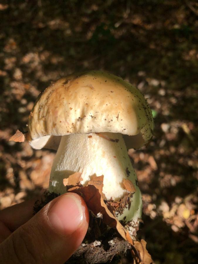Chata Prachov**** Jičín 外观 照片